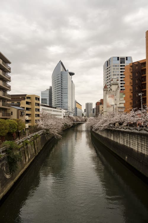 A Tokyo canal lined with cherry blossom running between apartment towers