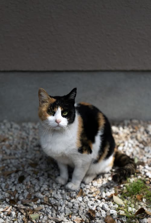 A calico cat sitting on white gravel against a plaster wall