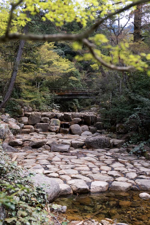 A boulder-strewn stream running through green forest on Miyajima