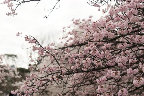 Pale pink cherry blossom branches spreading against a bright overcast sky