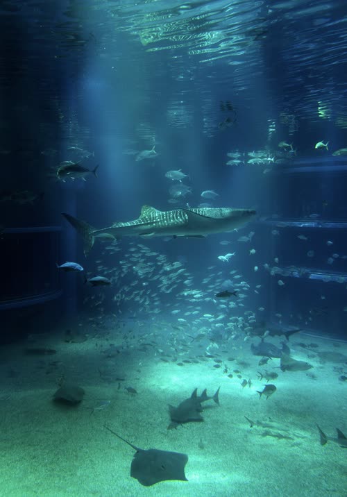 A whale shark and schooling fish in the main tank at Osaka Aquarium