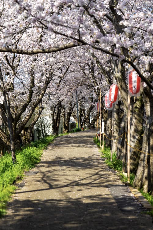 A path running beneath an avenue of cherry trees hung with paper lanterns