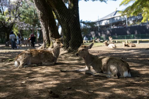 Sika deer resting in the shade of a large tree in Nara Park