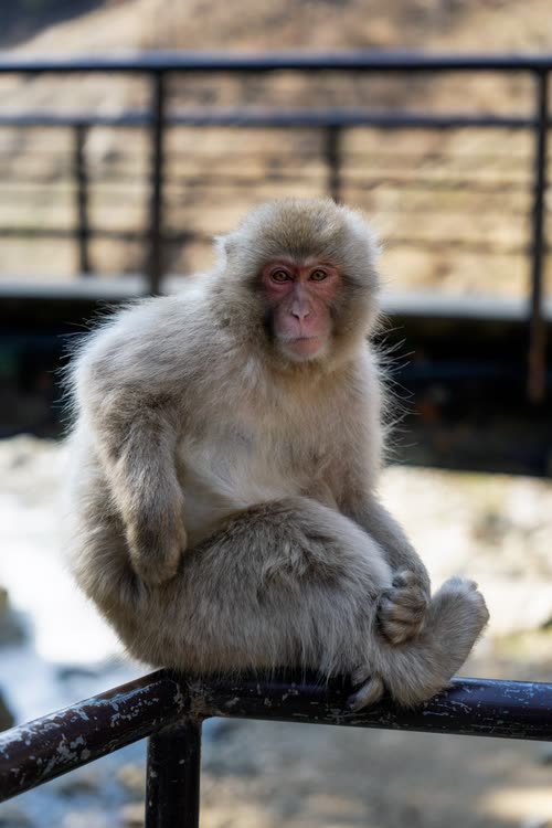 A snow monkey perched on a steel railing above the hot spring at Jigokudani