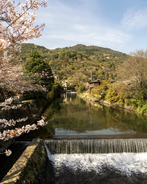A weir on a Kyoto river with cherry blossom on the bank and forested hills beyond