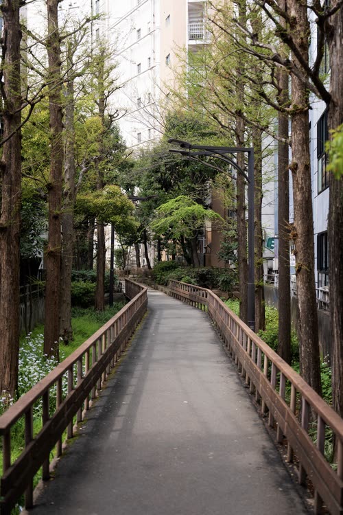 A tree-lined pedestrian walkway curving between apartment blocks in Tokyo