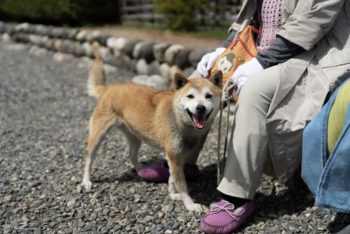 A shiba inu greeting its owner on a gravel path