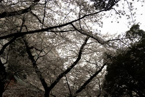 Cherry blossom branches filling the frame against a pale overcast sky