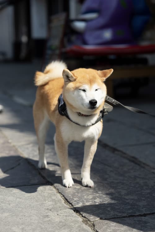 A shiba inu standing alert on worn stone paving