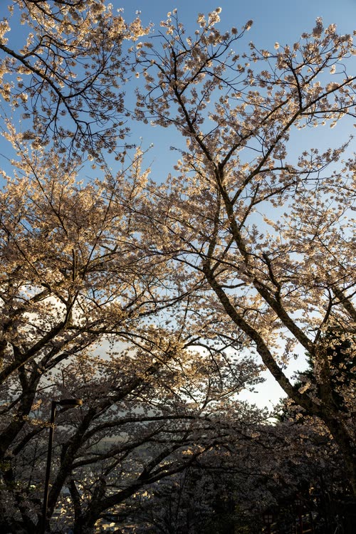 Cherry blossom and bare branches against a deep blue sky