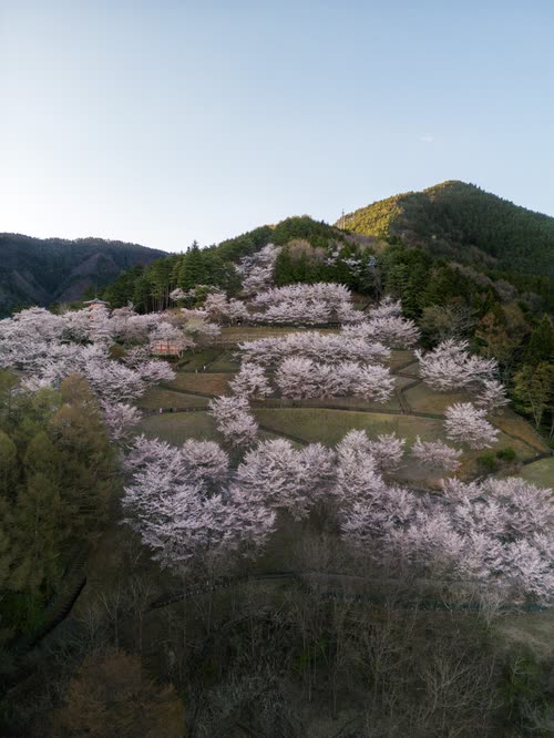 Aerial view of cherry trees in full blossom across terraced hillside fields