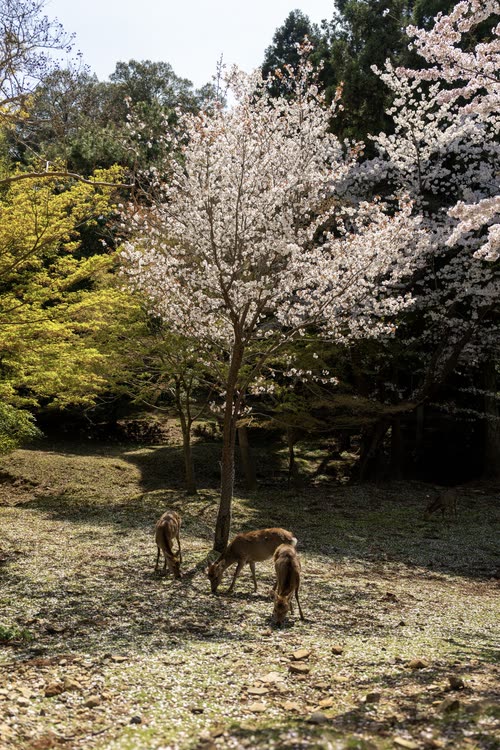 Deer grazing beneath a cherry tree in full bloom on a wooded slope
