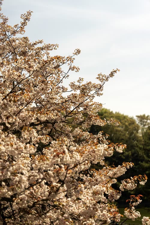 Sunlit white cherry blossom against a pale sky