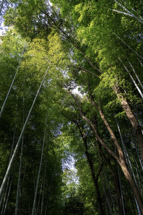 Looking up through the tall stems of the Arashiyama bamboo grove, Kyoto