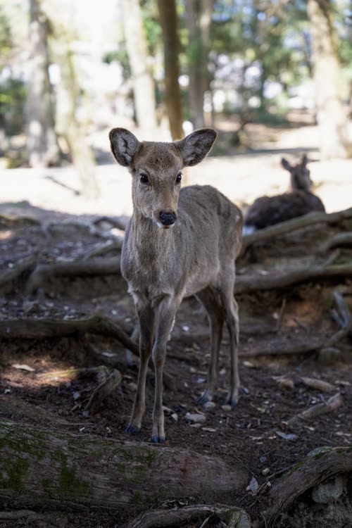 A sika deer standing among tree roots in the woodland of Nara Park