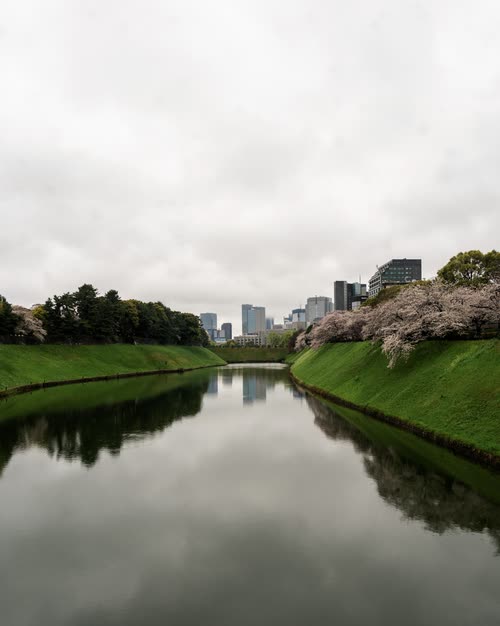 Cherry blossom lining the grassed banks of the Imperial Palace moat, Tokyo