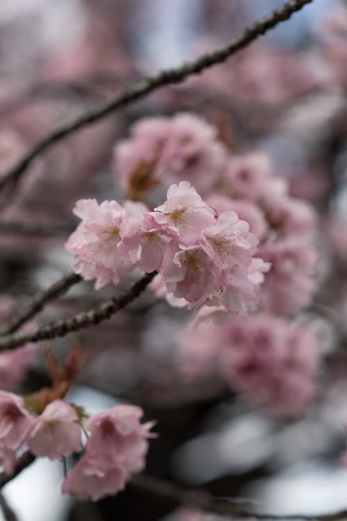 Close view of pink cherry blossom clustered along a dark branch