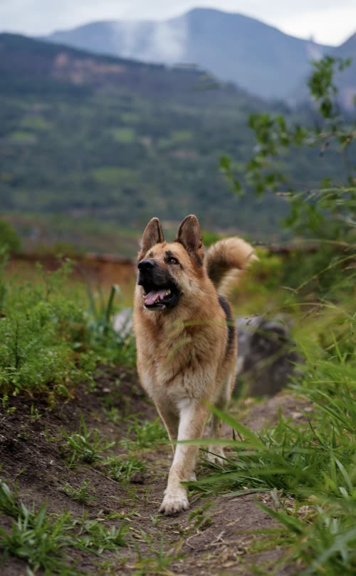 A German shepherd standing alert on a grassy track in the Andes