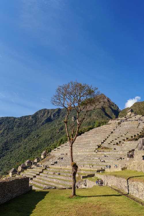 A lone tree on the agricultural terraces of Machu Picchu under a blue sky
