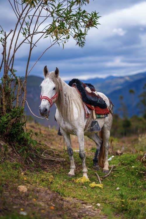 A grey horse saddled and tethered beneath a tree in the Andes