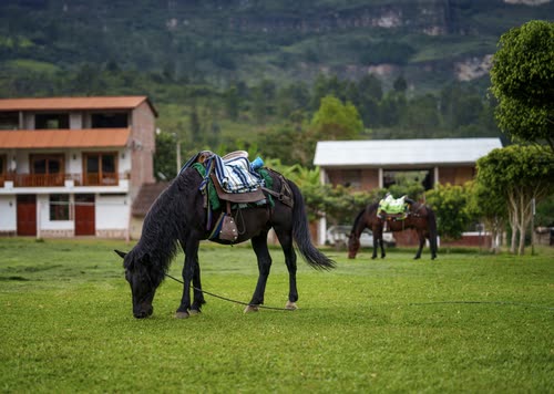 A saddled horse grazing on a village green below forested cliffs