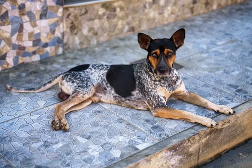 A speckled street dog resting on a cobbled kerb