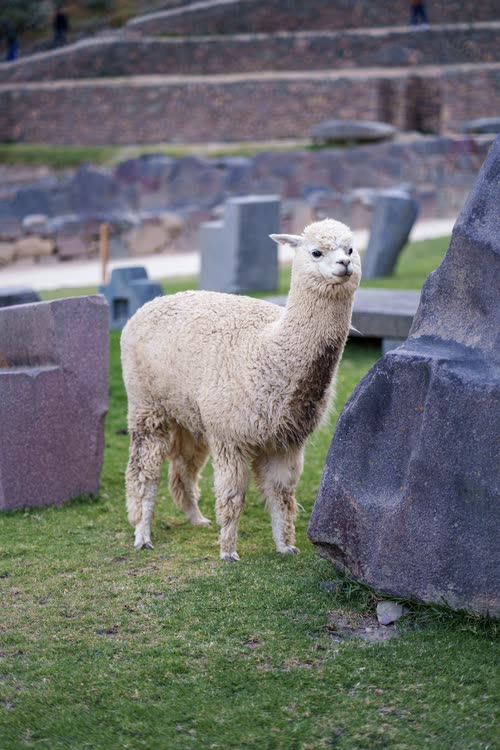 A white alpaca beside the massive cut stones of an Inca wall