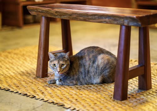 A tortoiseshell cat sheltering under a wooden stool on a woven mat