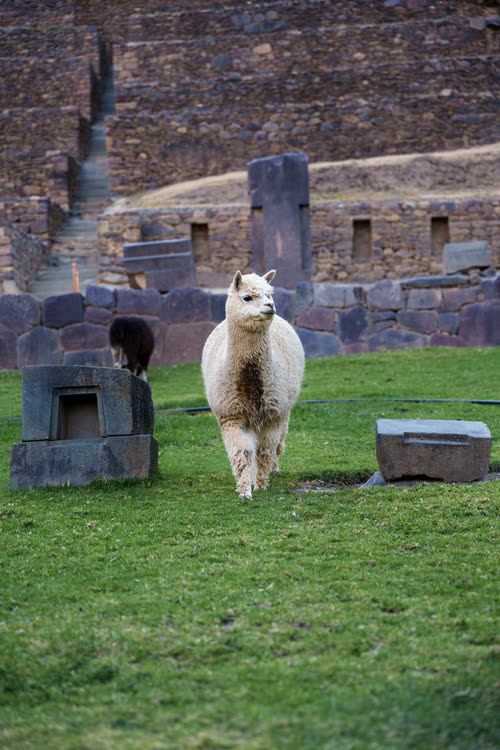 An alpaca standing among the Inca stonework at Ollantaytambo