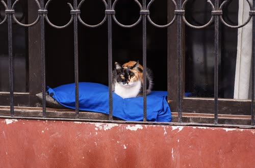 A calico cat asleep on a blue cushion behind a wrought iron balcony