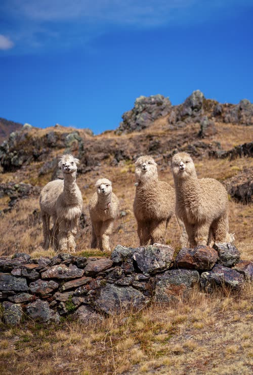 Four alpacas standing on a dry stone wall in the high Andes