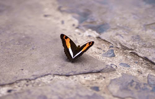 An orange and black butterfly resting on a stone path