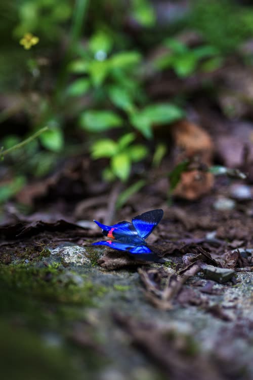 An iridescent blue butterfly resting on the forest floor