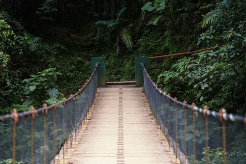 A timber suspension footbridge crossing into dense cloud forest