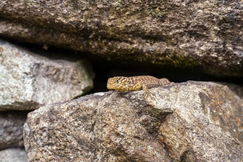A small lizard resting in a gap between Inca stone blocks