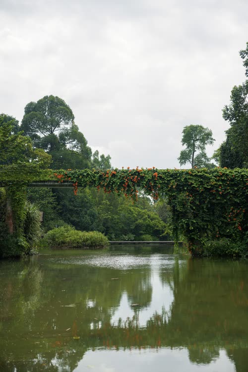 A flowering pergola reflected in the still water of a garden lake, Singapore