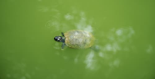 A terrapin swimming in bright green pond water