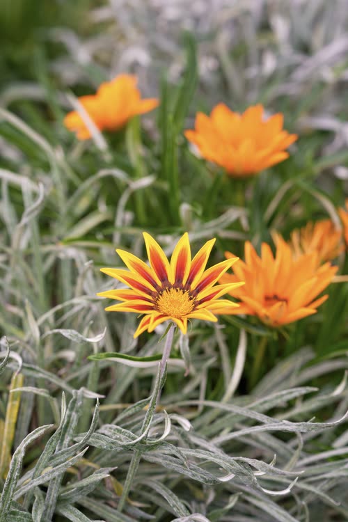 Orange and yellow gazania flowers among silver foliage, Singapore