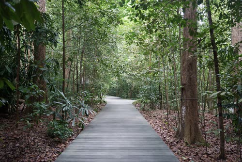 A boardwalk path running through rainforest in a Singapore nature reserve