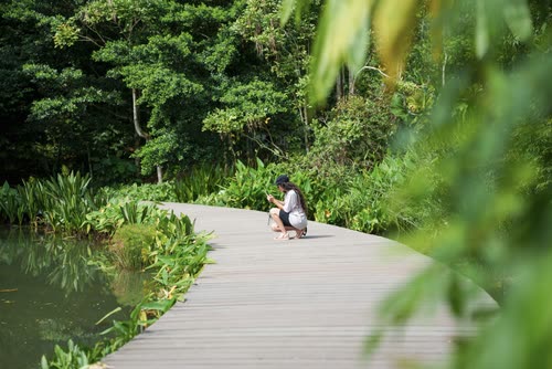 A visitor crouching on a boardwalk through dense planting, Singapore Botanic Gardens