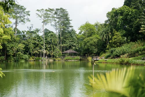 Swan Lake and its wooded banks in the Singapore Botanic Gardens