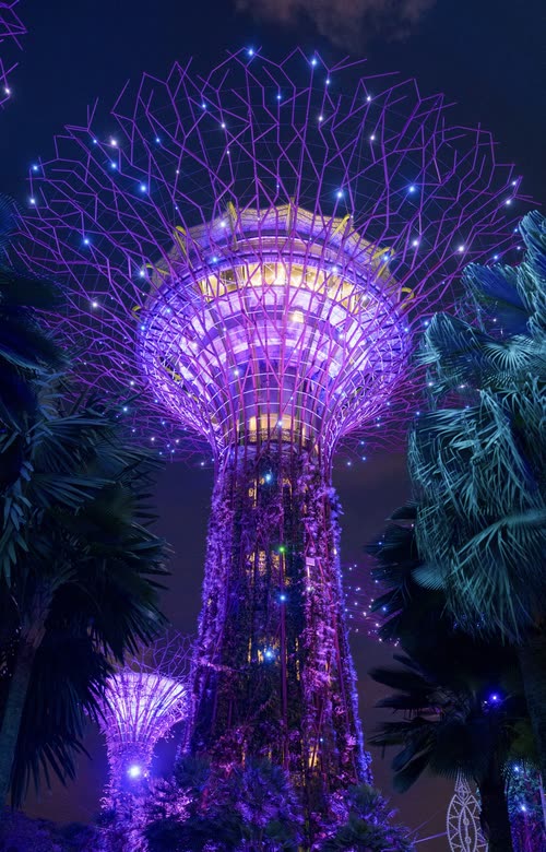 The Supertrees lit purple and blue at night, Gardens by the Bay, Singapore