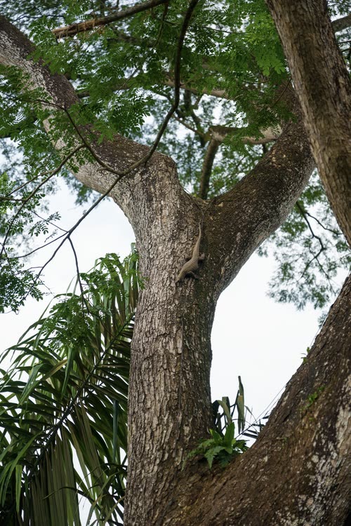 Ferns and epiphytes growing along the limbs of a rain tree, Singapore