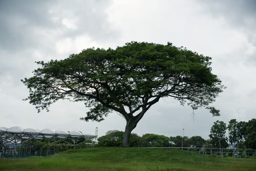 A broad rain tree standing alone on a green lawn, Singapore