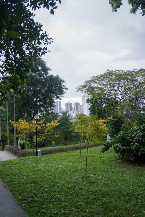 Open parkland and trees with the city skyline beyond, Singapore