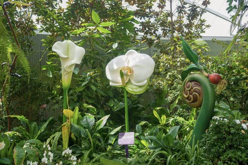 White orchids and a coiled fern frond in a planted display, Singapore