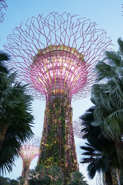 Looking up at the Supertrees of Gardens by the Bay against a blue sky, Singapore
