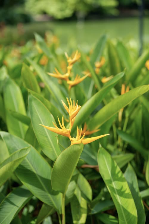 Yellow heliconia flowers among broad green leaves, Singapore