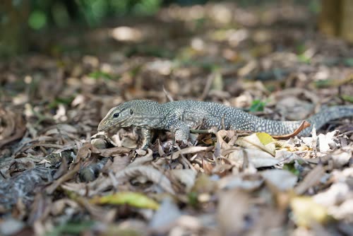 A monitor lizard moving across the leaf litter, Singapore Botanic Gardens