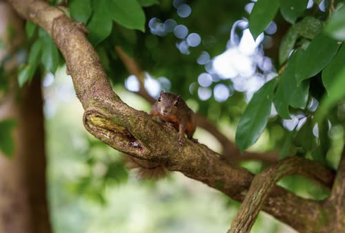 A plantain squirrel on a branch in the Singapore Botanic Gardens